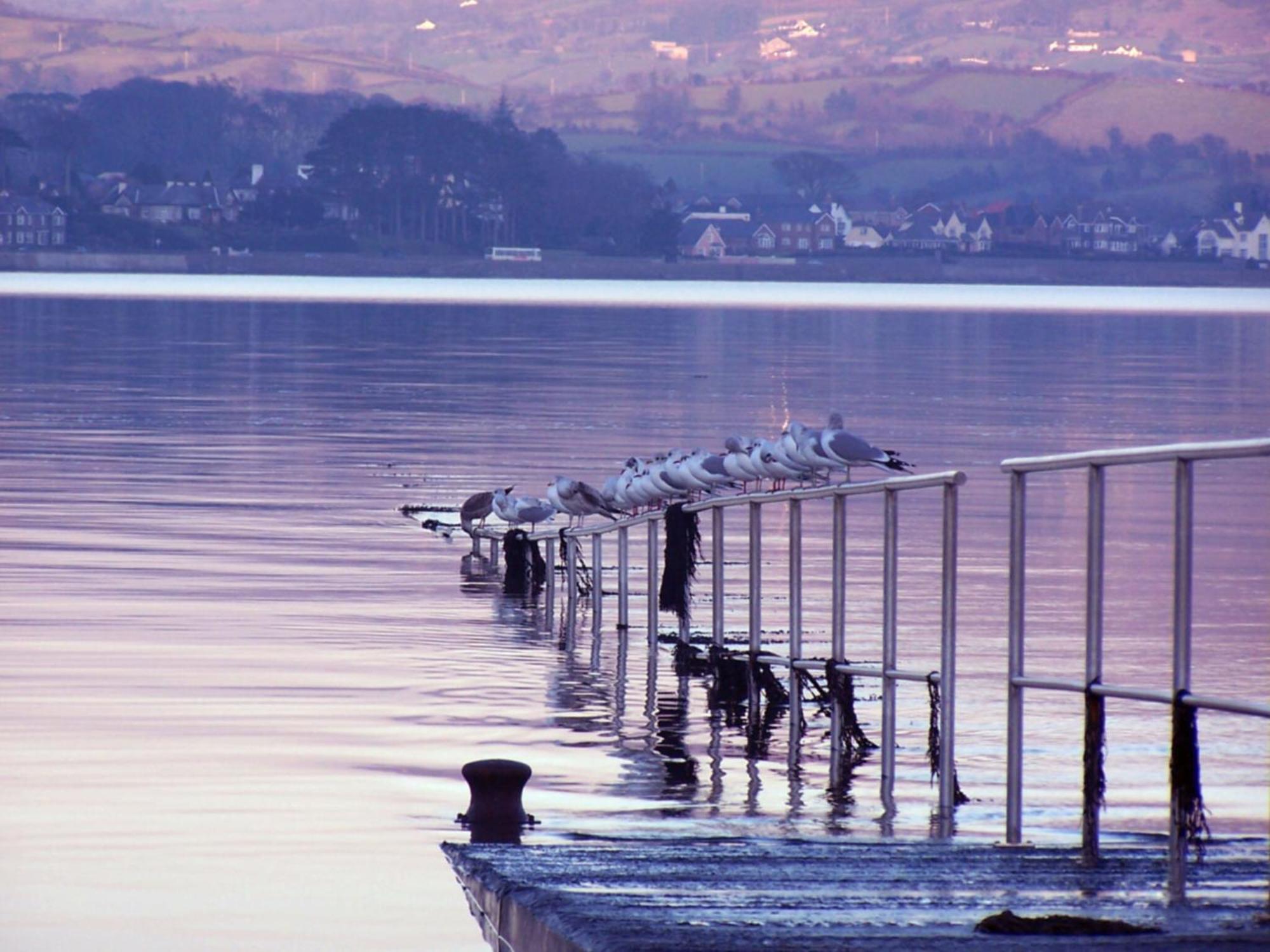 The Oystercatcher Lodge Carlingford Esterno foto